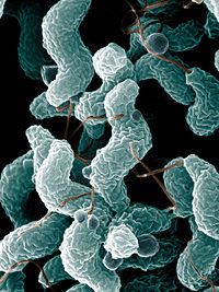 Campylobacter bacteria